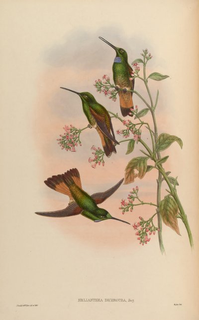 A Monograph of the Trochilidae, or Family of Humming-birds by John Gold